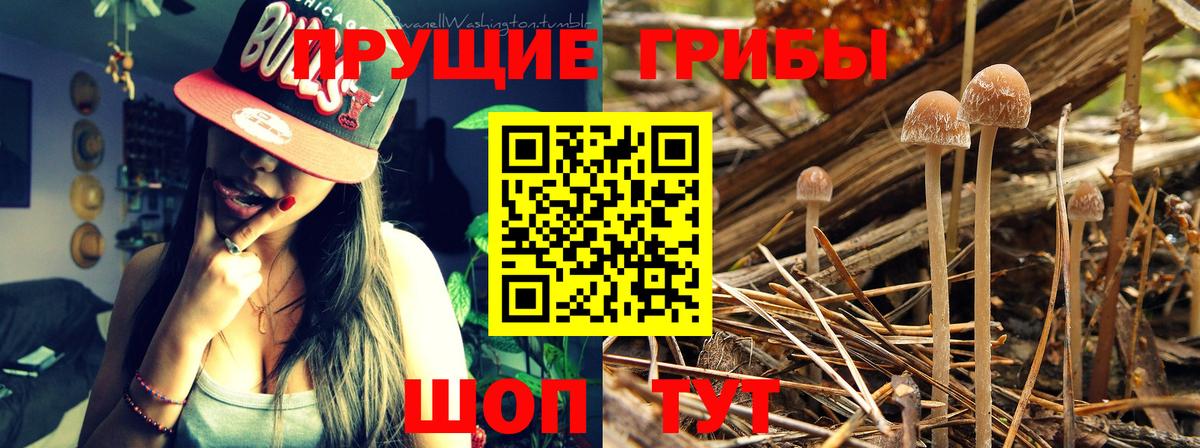 Псилоцибиновые грибы Psilocybine cubensis Кувандык